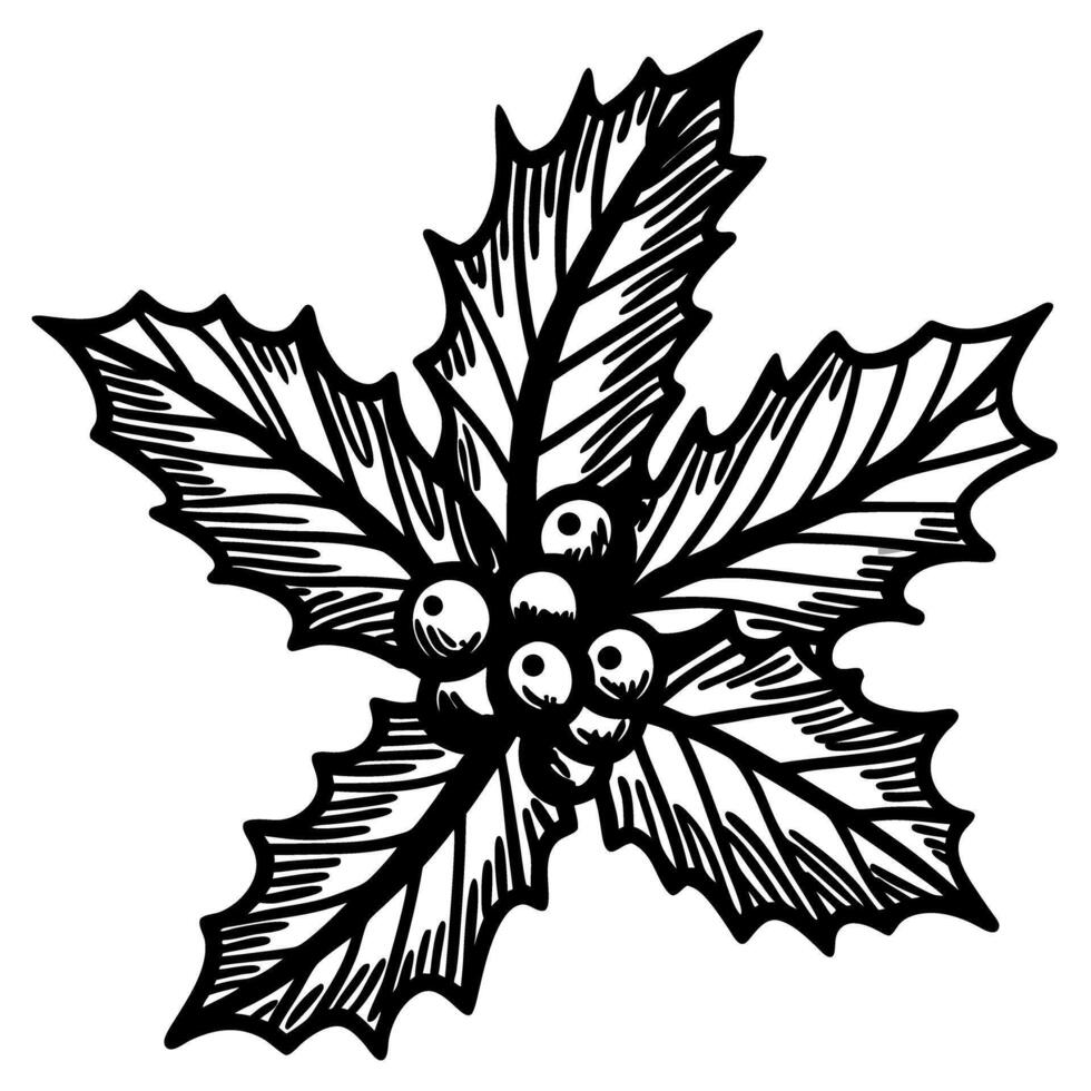 Detailed hand drawn holly branch with pointed leaves and berries in black and white engraving vector