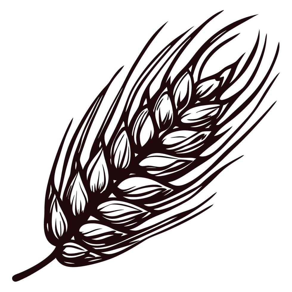 Hand drawn engraving of a wheat ear isolated on white background in vintage botanical illustration vector
