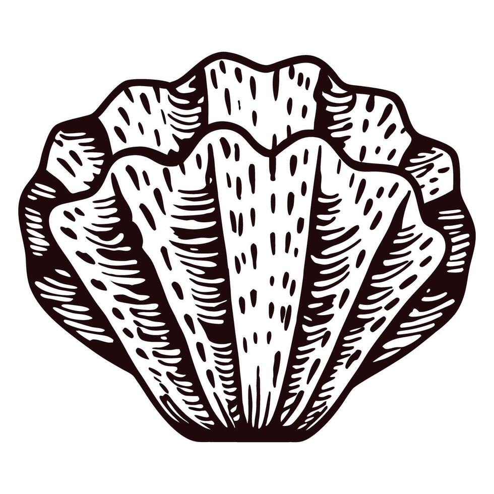 Hand drawn seashell illustration isolated on white background vintage engraved marine shell sketch design vector