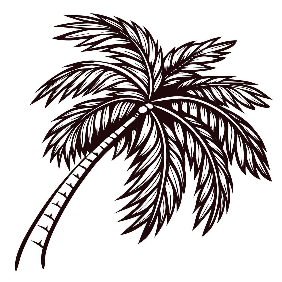 Hand drawn palm tree illustration with detailed tropical leaves isolated on white background sketch vector
