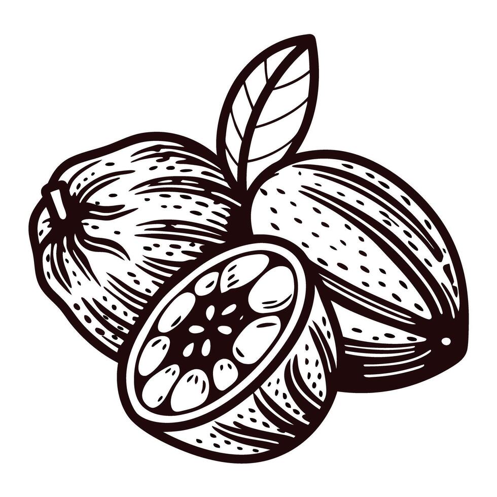 Hand drawn illustration of whole and sliced guava fruit with leaf isolated on white background in vintage engraving vector