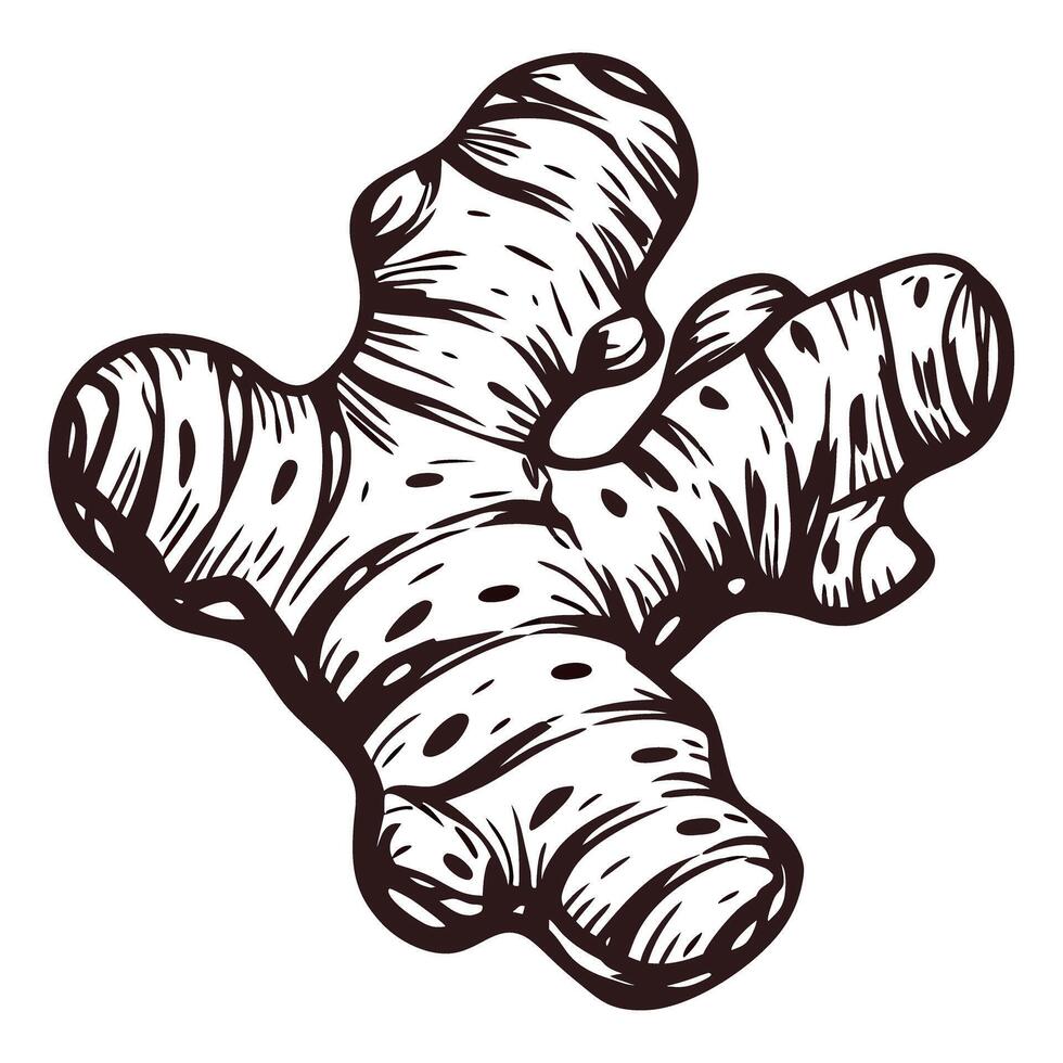 Hand drawn ginger root illustration detailed botanical sketch isolated on white background vintage herb vector