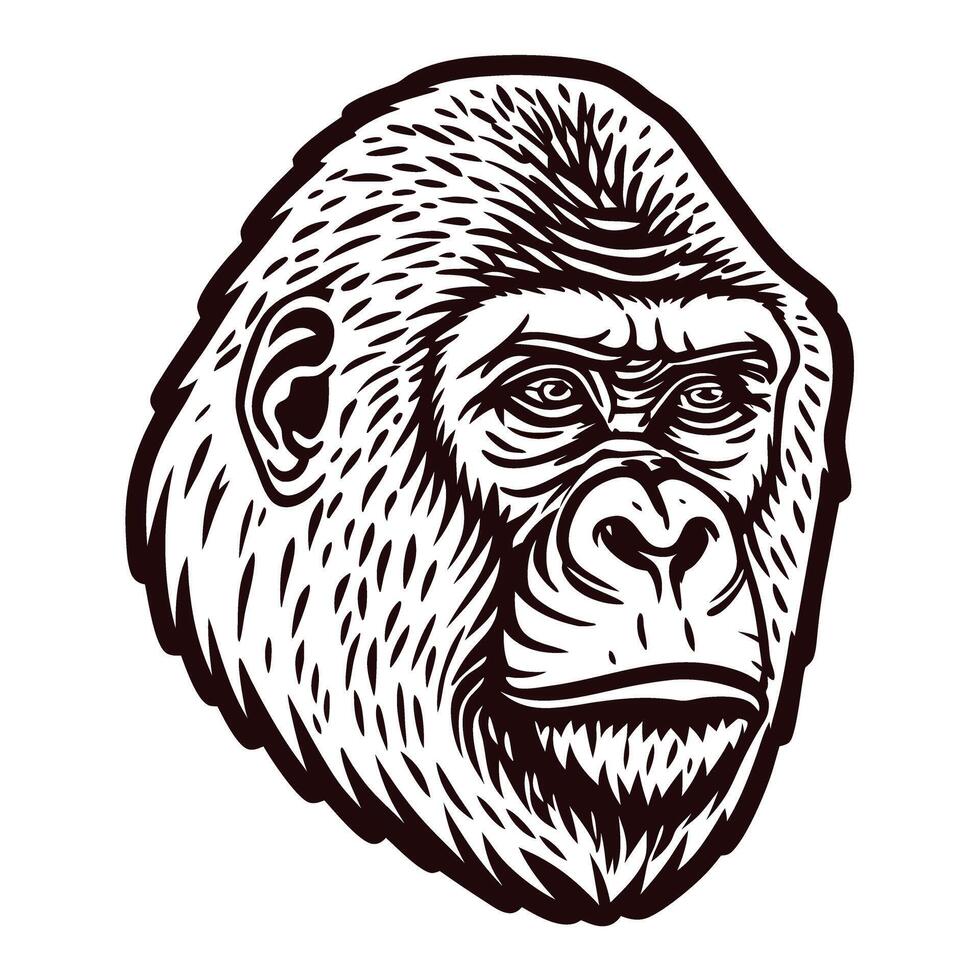 Detailed hand drawn illustration of a gorilla head with intense expression in vintage engraving vector