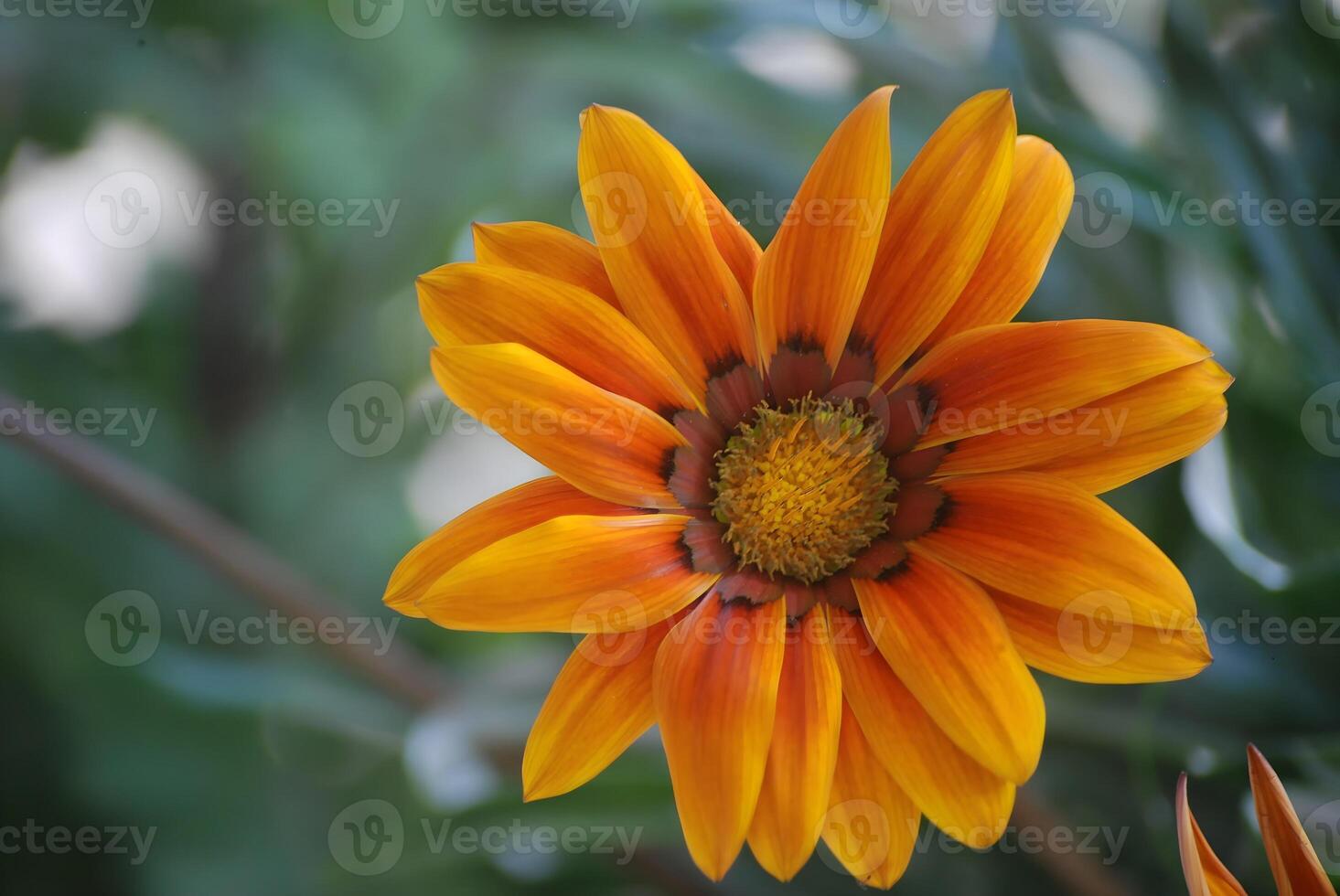 orange flower with dew drops photo