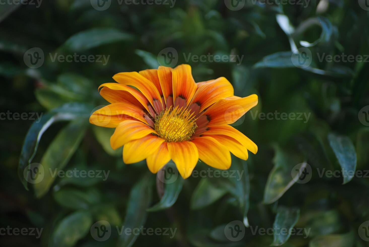 yellow flower in the garden photo