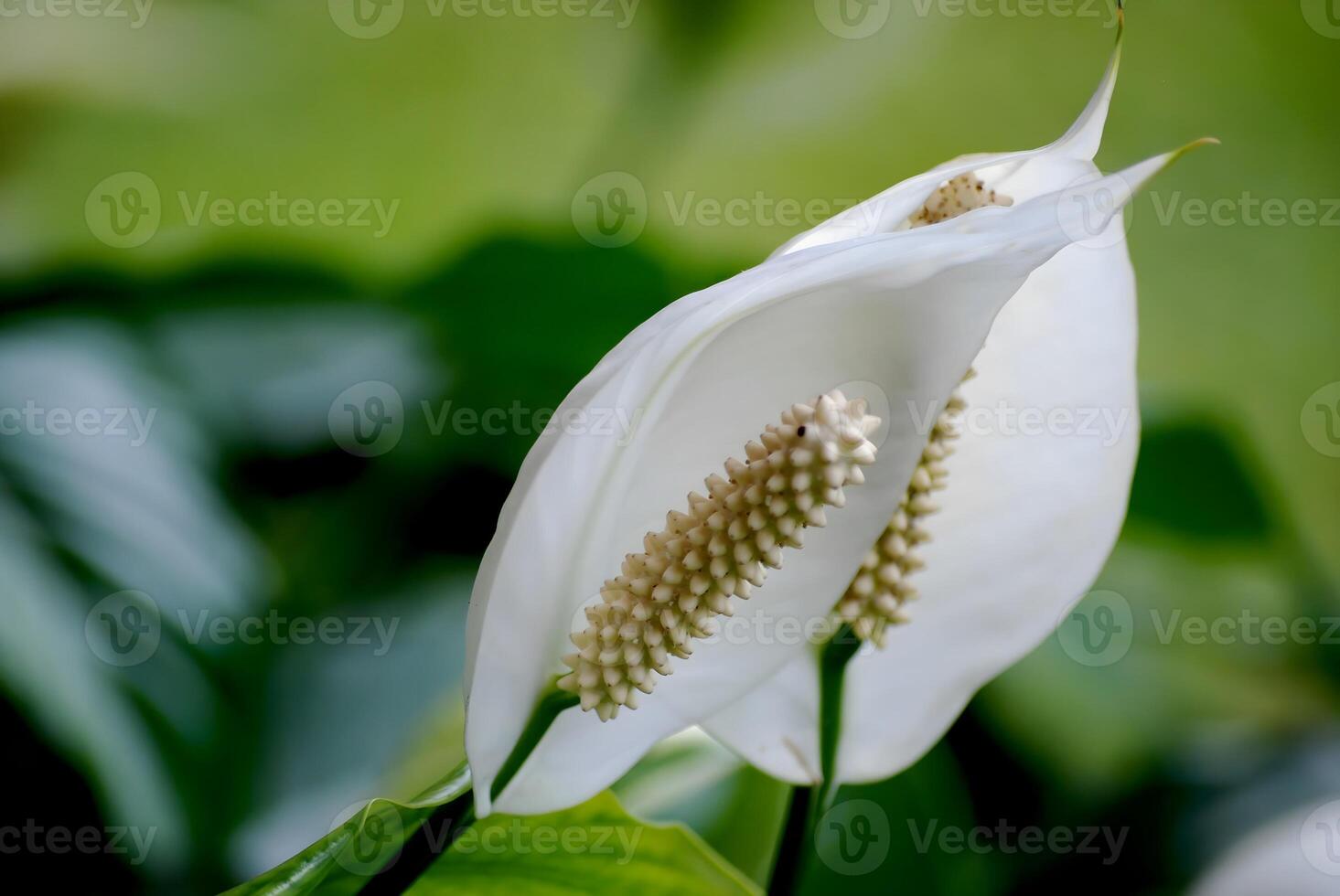 close up of white lily photo