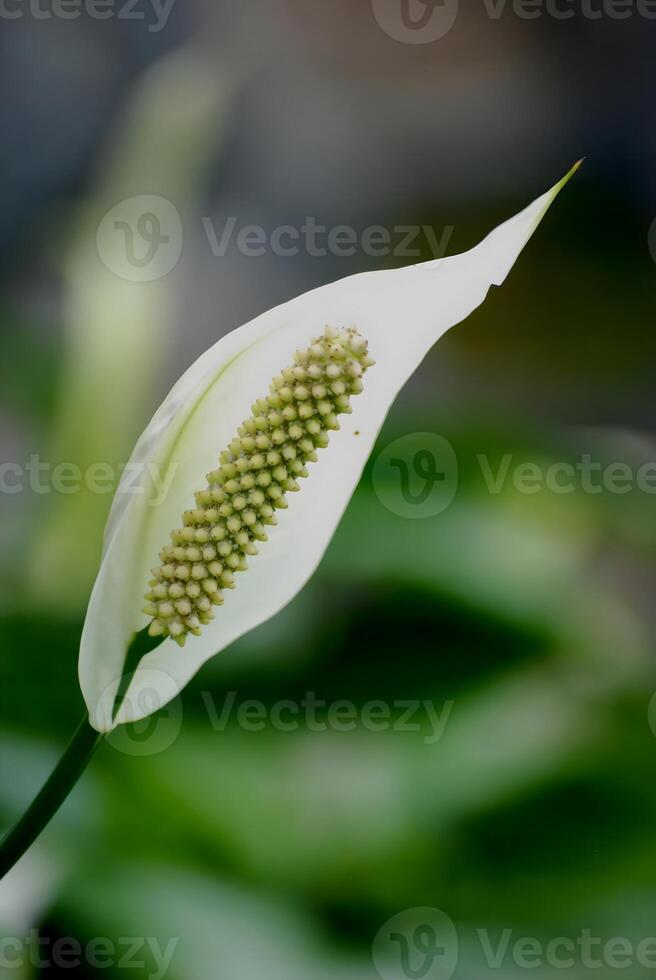 lily of the valley photo