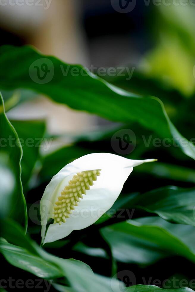 close up of a white flower photo