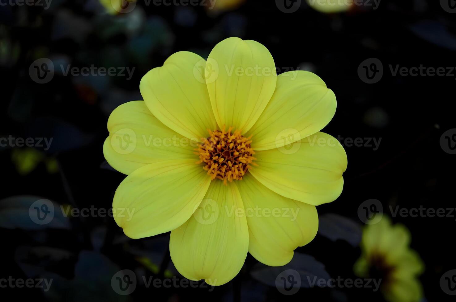 yellow dahlia flower photo