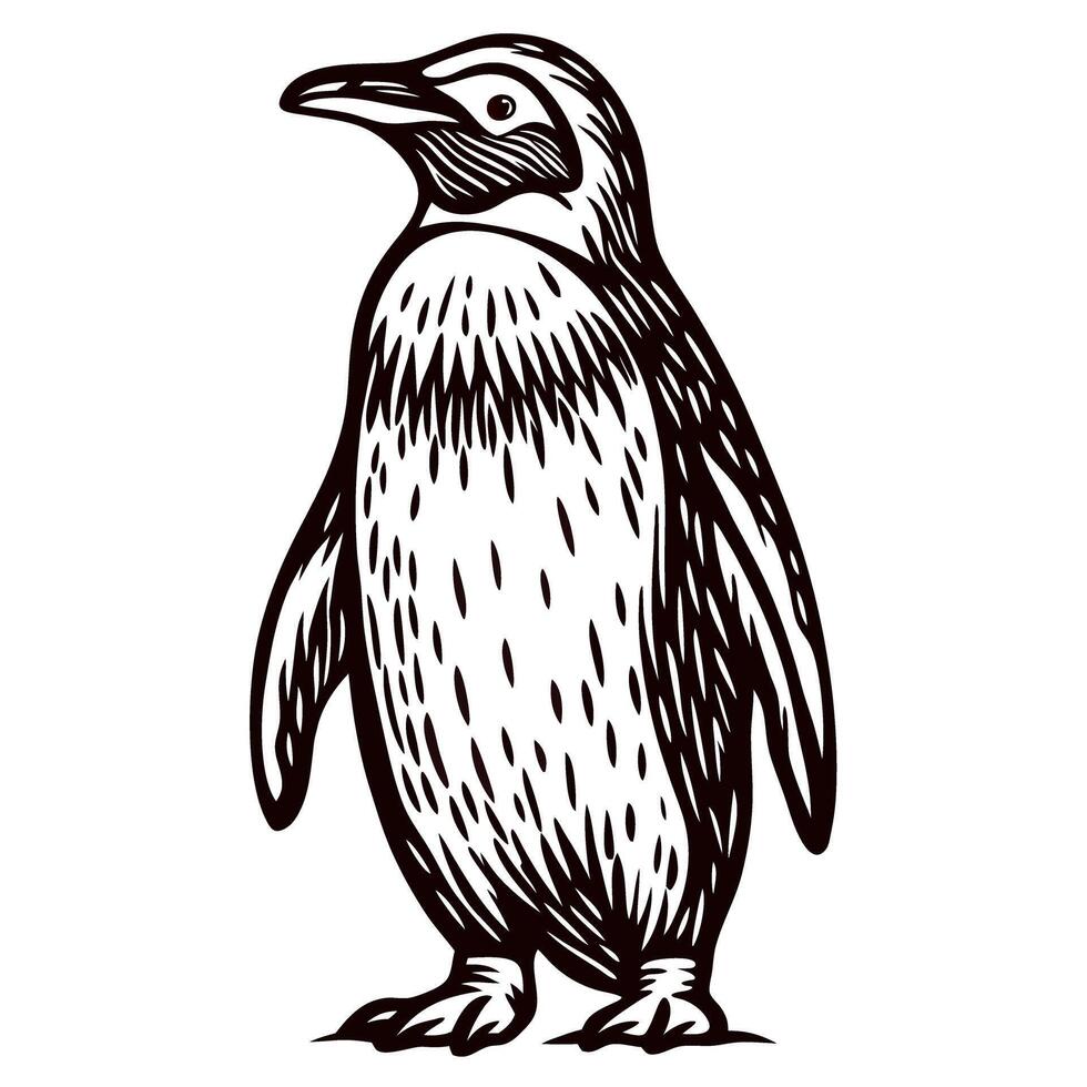 Hand drawn penguin standing upright in vintage engraved illustration on white background vector