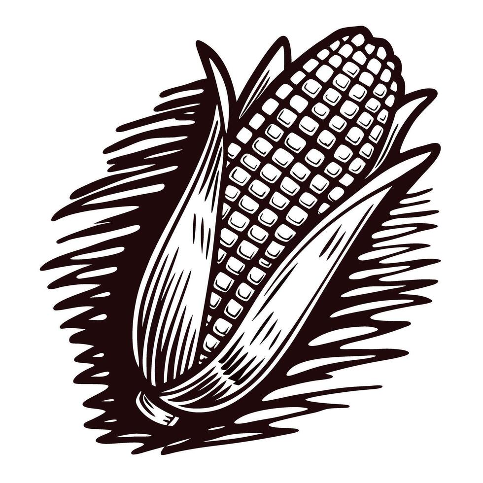 Hand drawn corn cob with husks in vintage engraving on white background vector