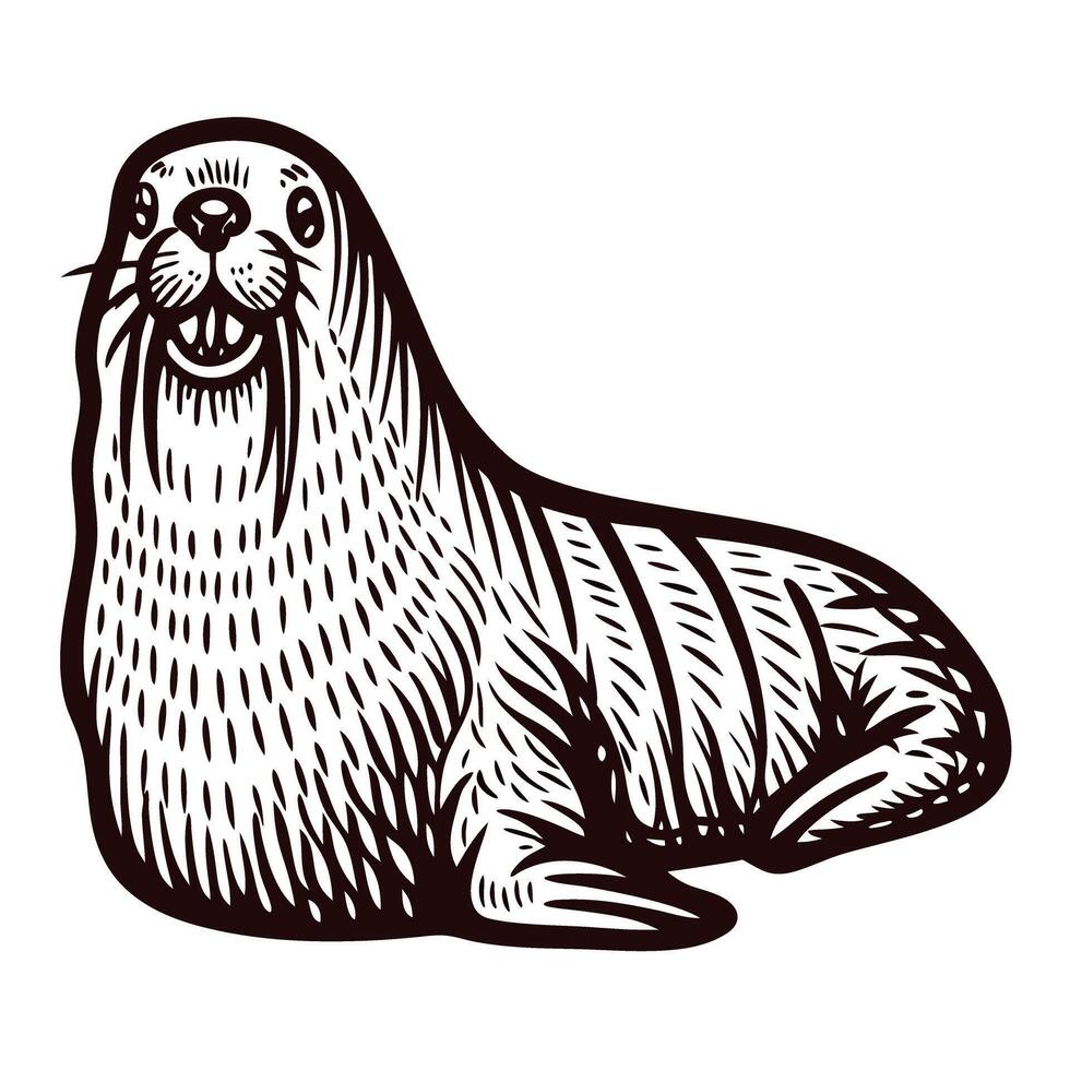 Hand drawn illustration of a happy sea lion sitting with flippers forward, vintage engraving vector