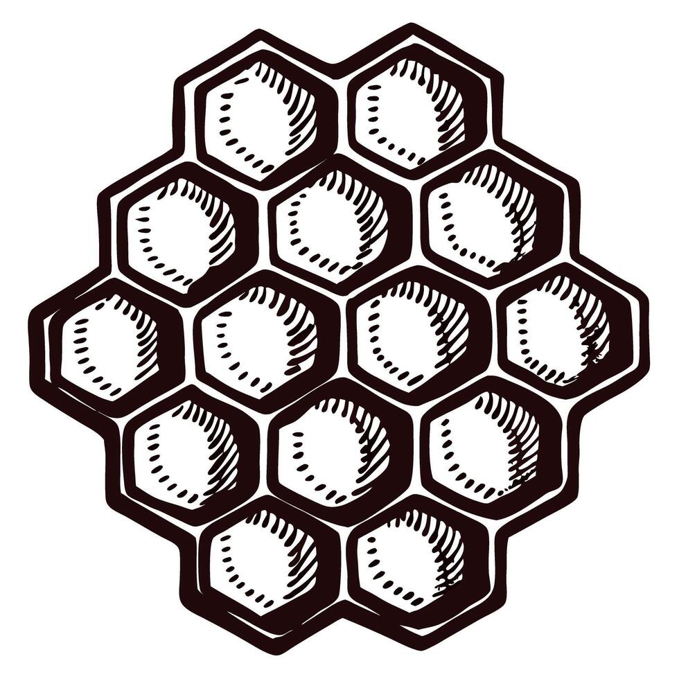 Hand drawn honeycomb pattern illustration in vintage engraved with hexagonal cells isolated on white background vector
