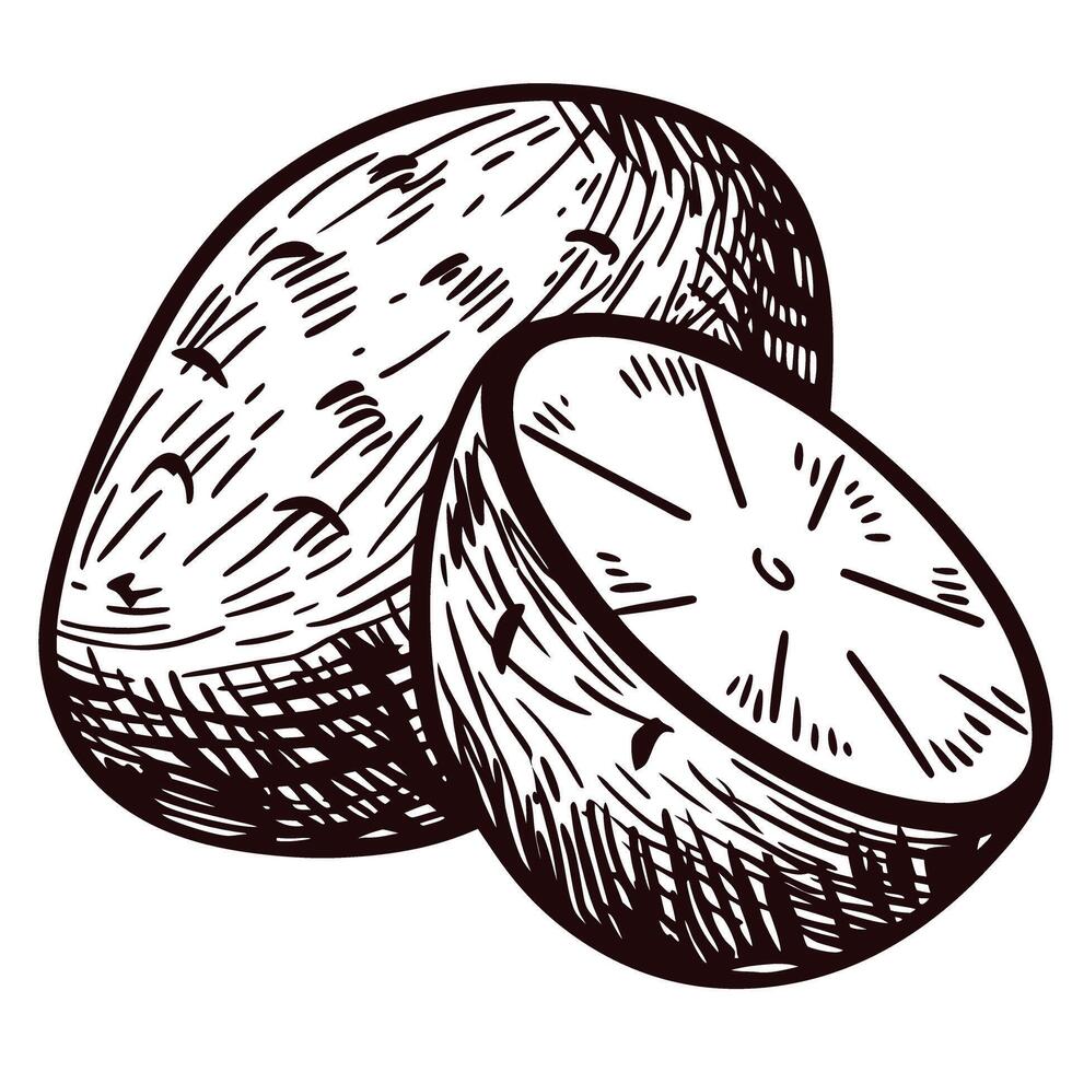 Hand drawn sketch illustration of whole and sliced potato on white background vector