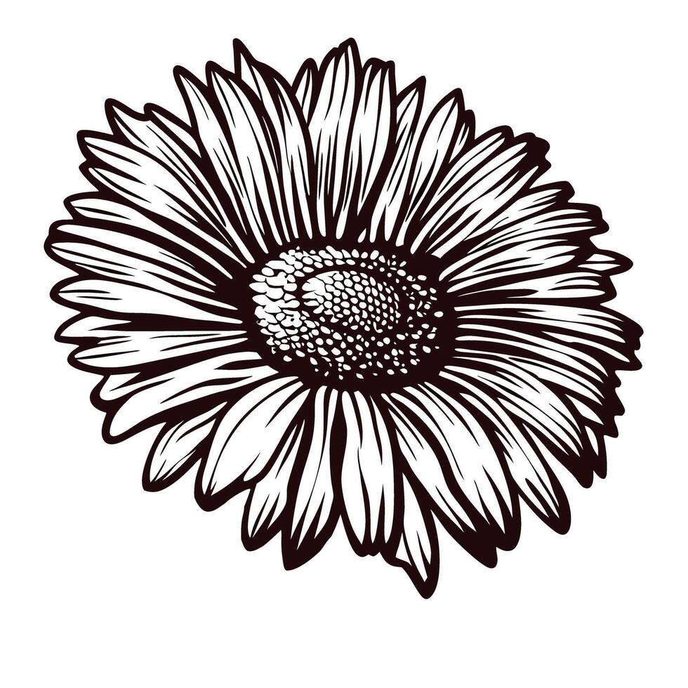 Detailed black and white sketch of a blooming sunflower vector