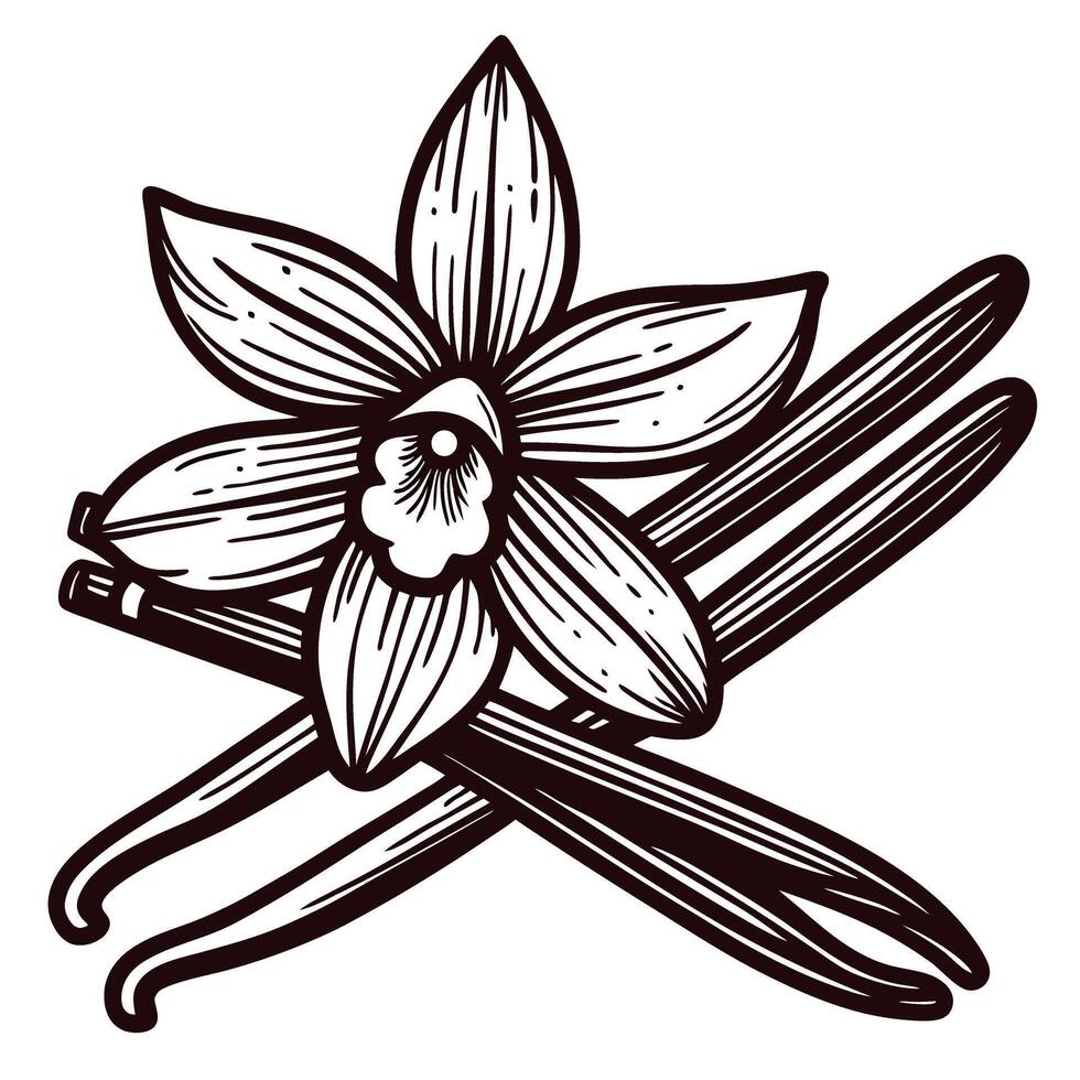 Elegant vanilla flower and pods in vintage vector