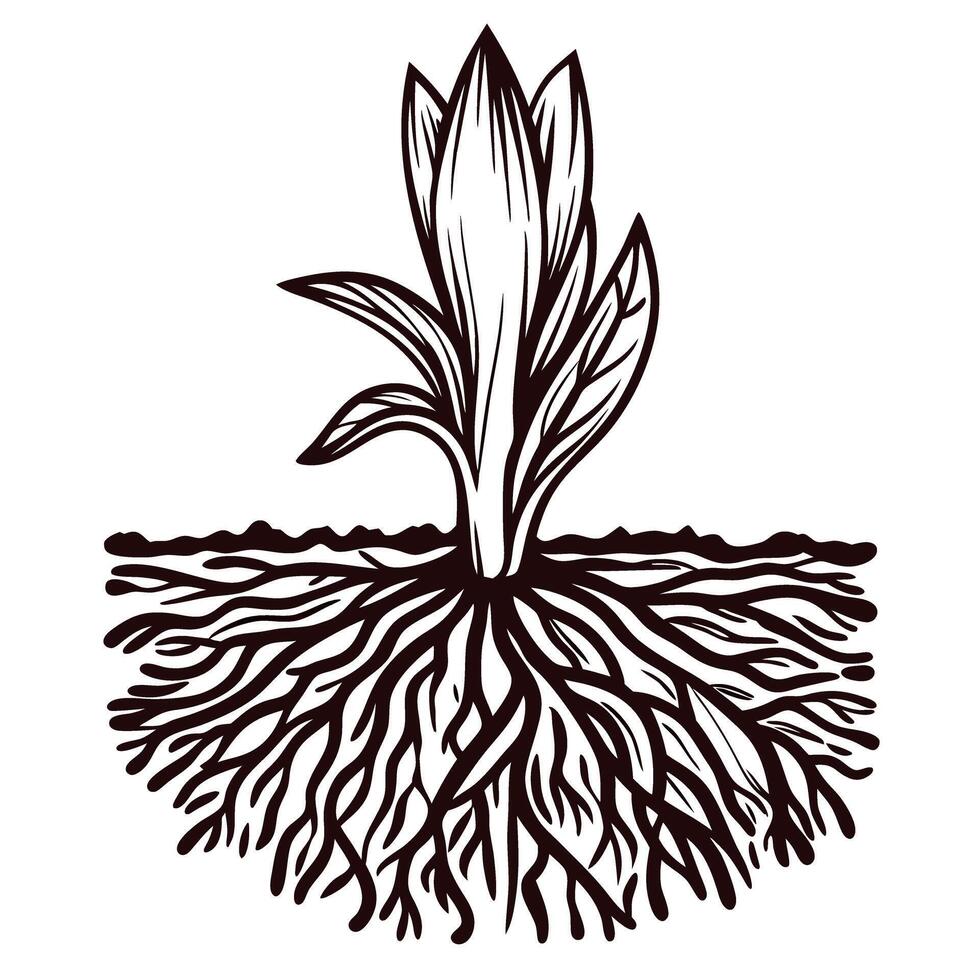 Botanical plant root structure illustration showing detailed underground root system and aboveground sprouting leaves vector