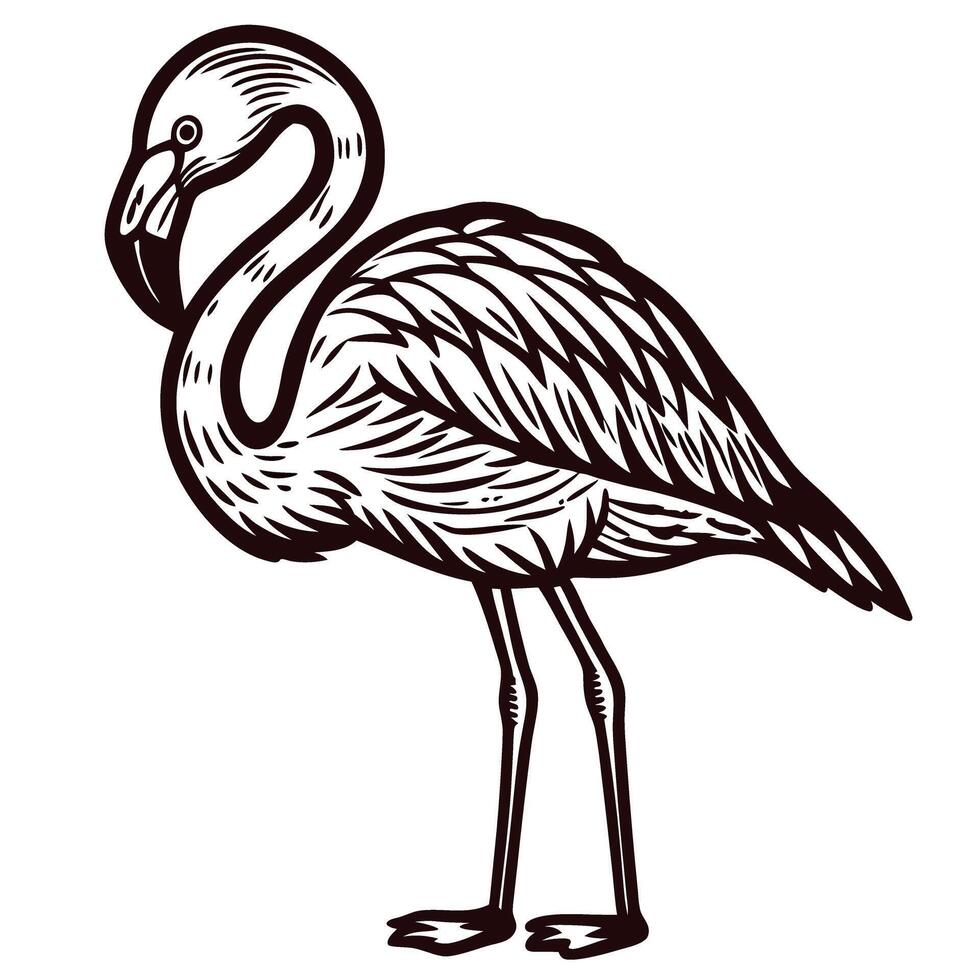 Hand drawn flamingo bird illustration in vintage engraved on white background vector