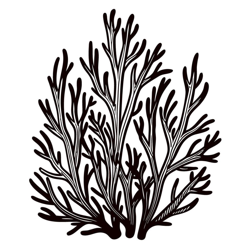 Hand drawn black seaweed illustration with intricate branches isolated on white aquatic plant sketch design element vector