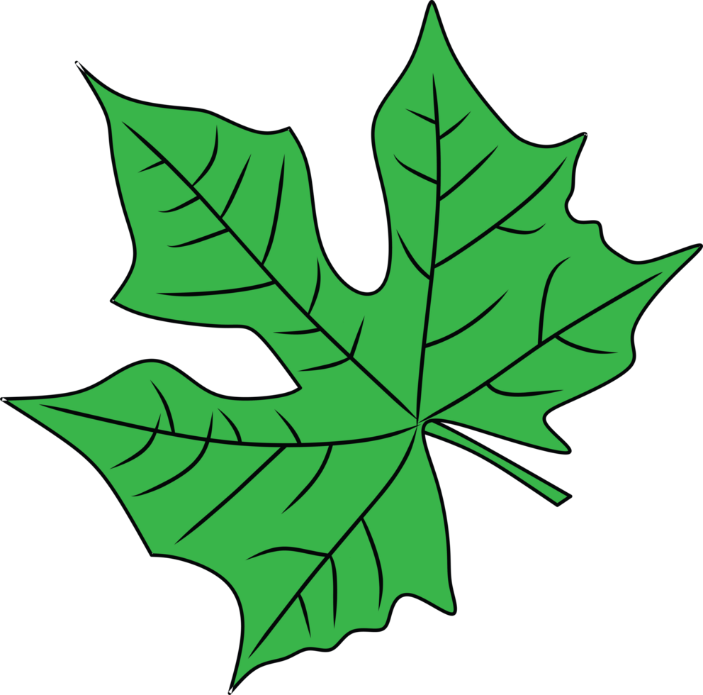 Bright and vivid green leaf illustration showcasing intricate vein details and a distinctive five-lobed pattern png