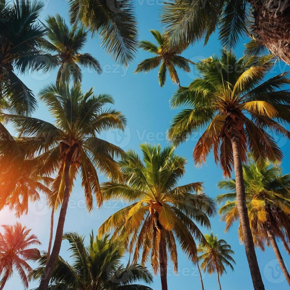 Gazing upwards at tall palm trees set against a clear blue sky photo