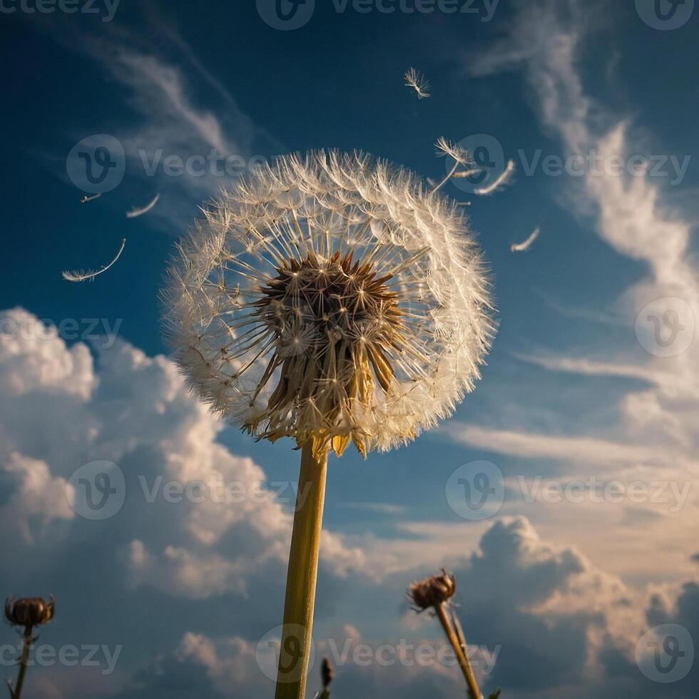 A dandelion is blowing in the wind, with a blue sky in the background photo