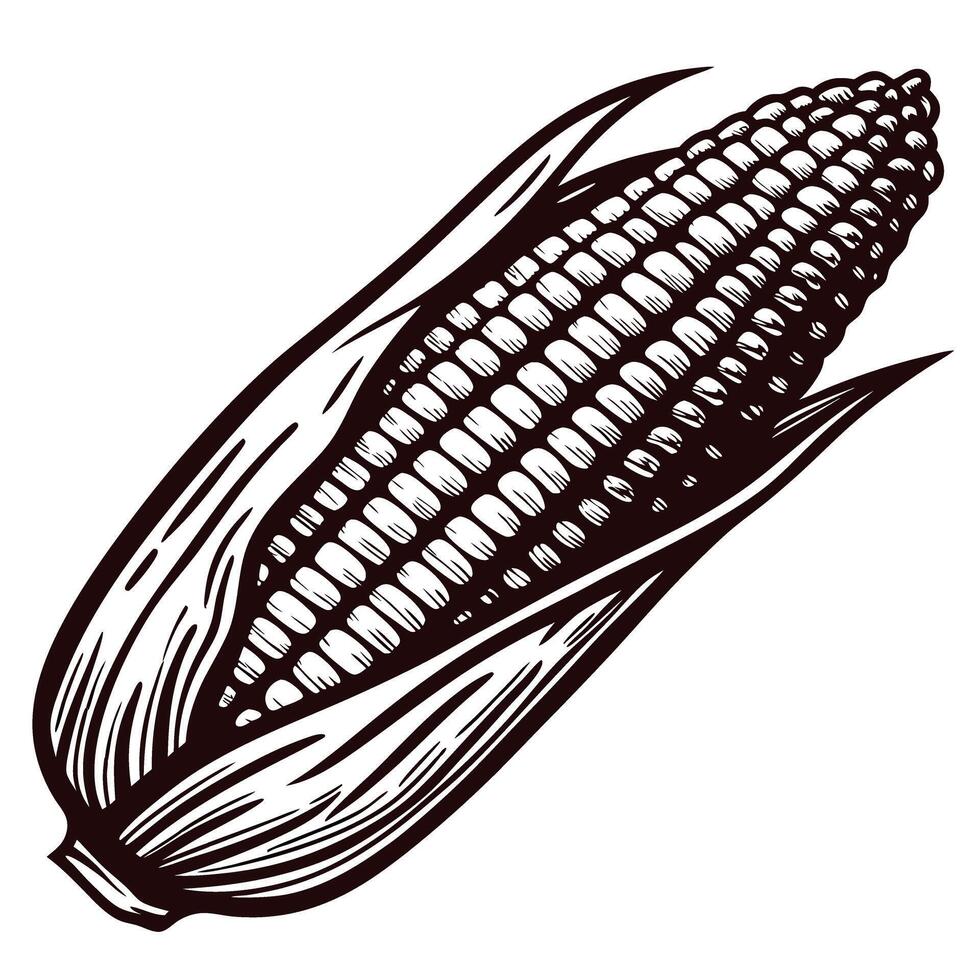 Hand drawn vintage illustration of open corn cob with husk isolated on white background vector