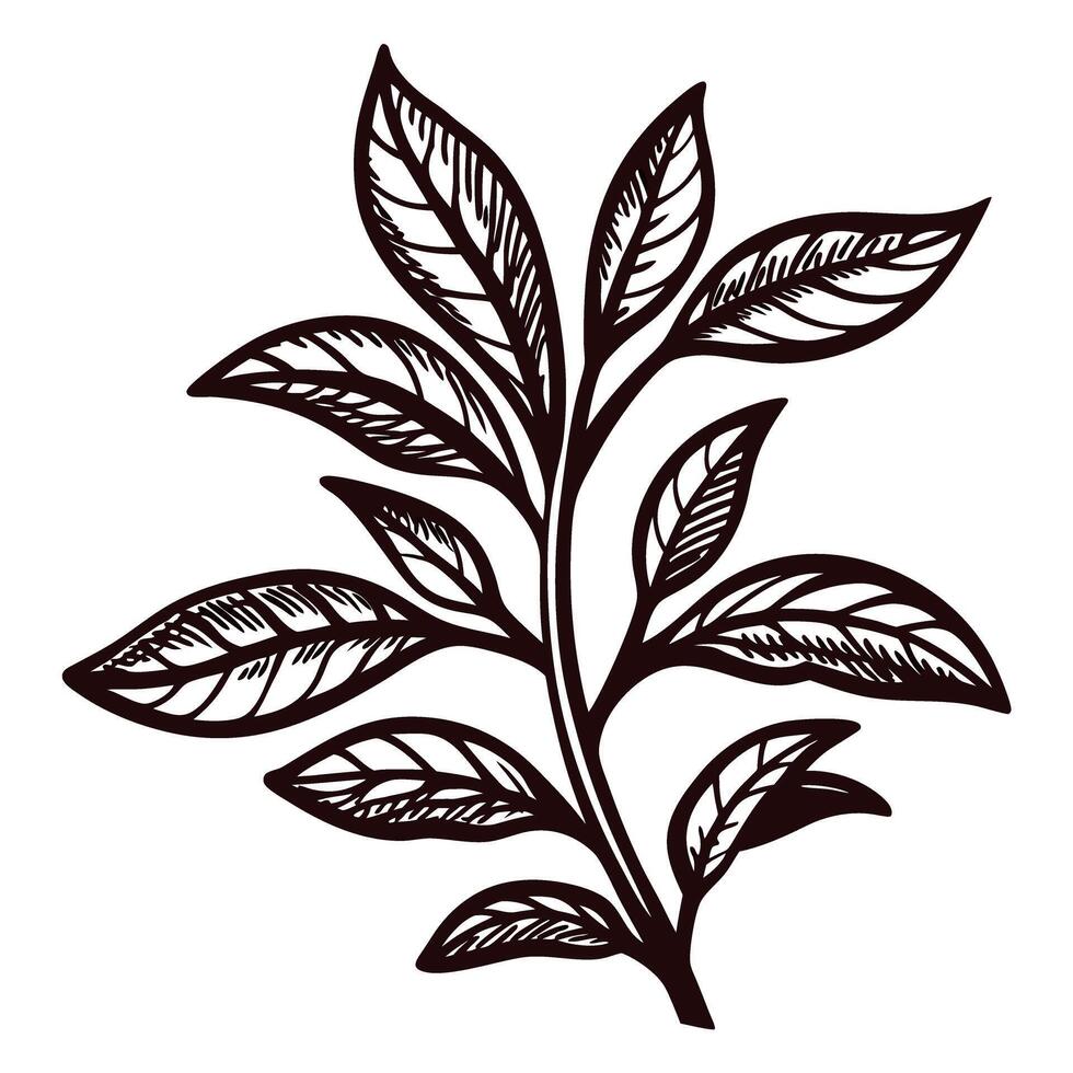 Hand drawn botanical tea plant branch with detailed leaves isolated on white background vector