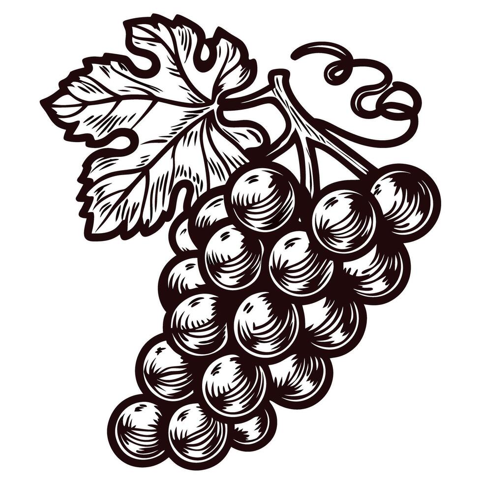 Vintage engraved illustration of grape cluster with leaf and stem in classic hand drawn vector