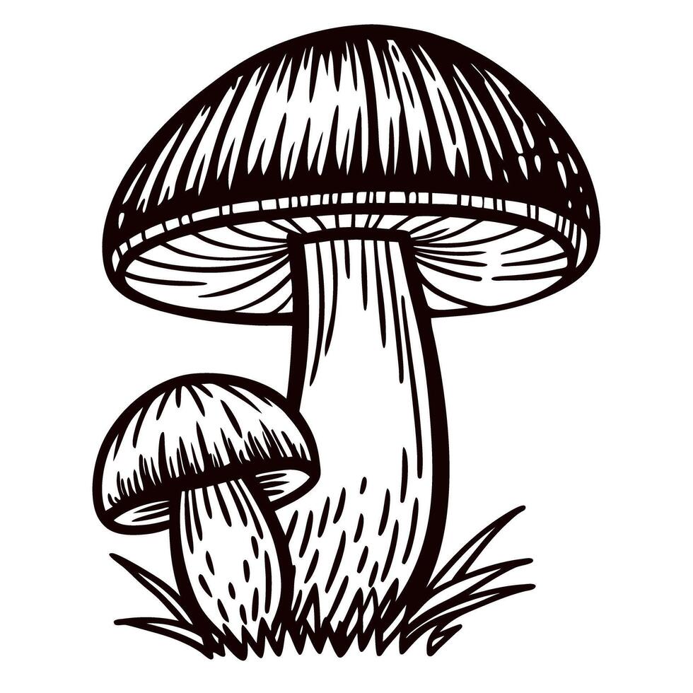 Hand drawn ink illustration of two edible mushrooms with grass wild forest fungi sketch isolated on white background vector