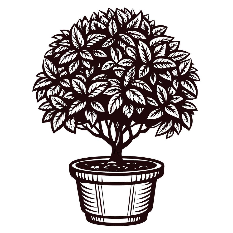 Hand drawn potted ornamental bush with dense foliage isolated on white background illustration vector