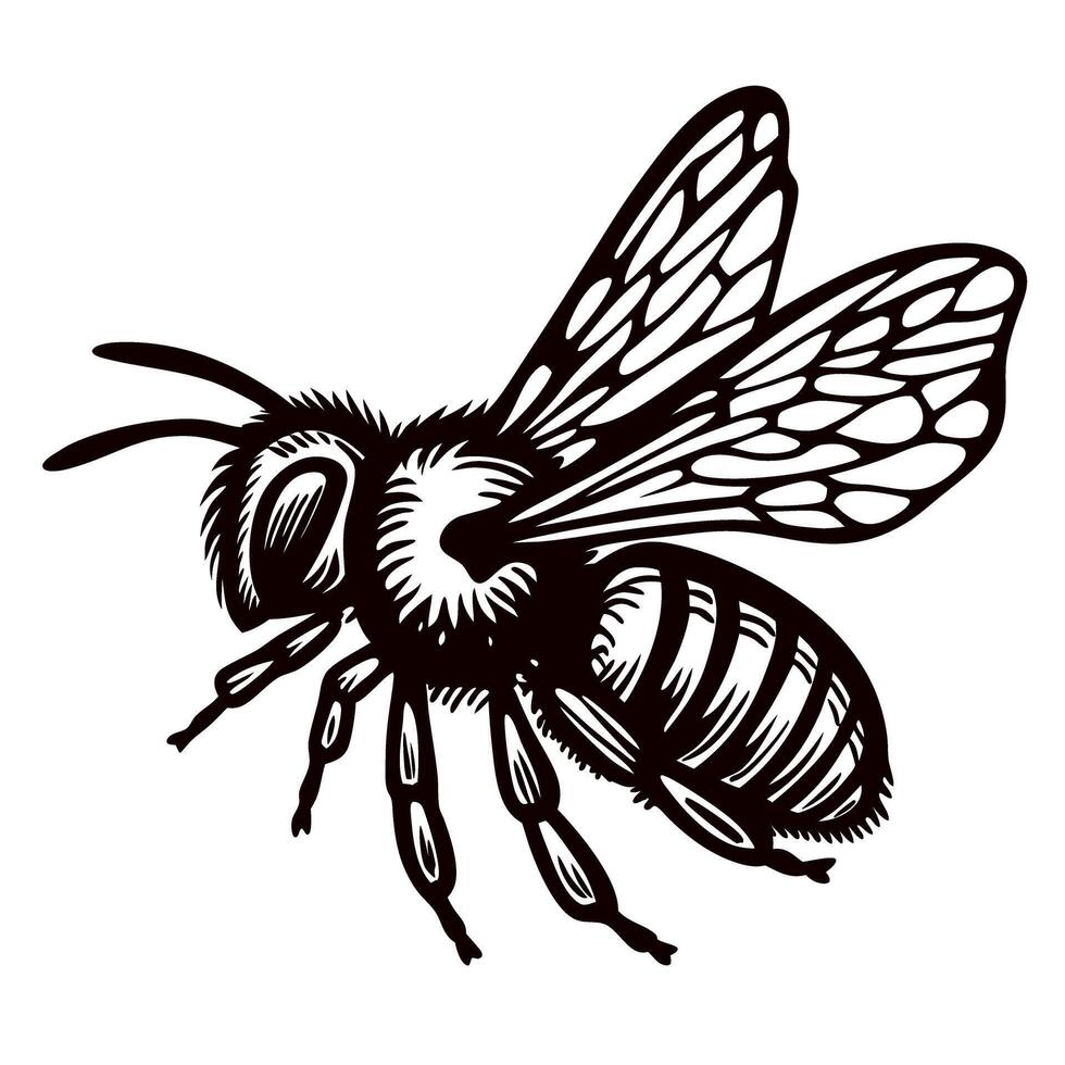 Detailed black and white illustration of honey bee with transparent wings and segmented body isolated on white background vector