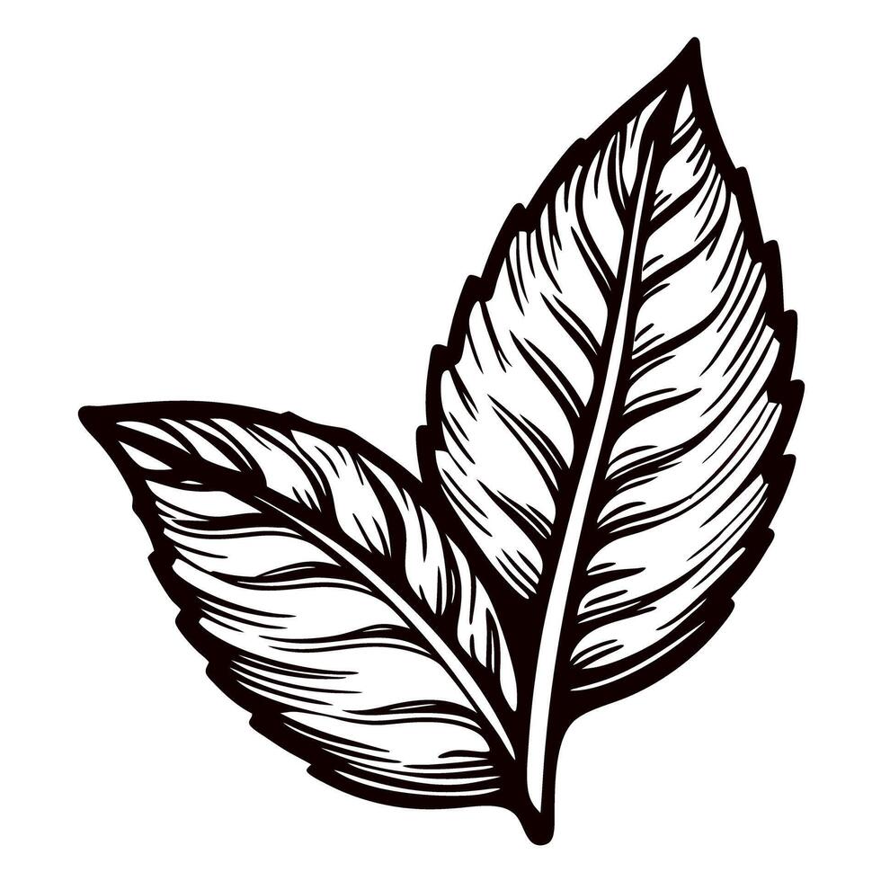 Hand drawn illustration of two detailed leaves with bold lines and vintage engraving vector