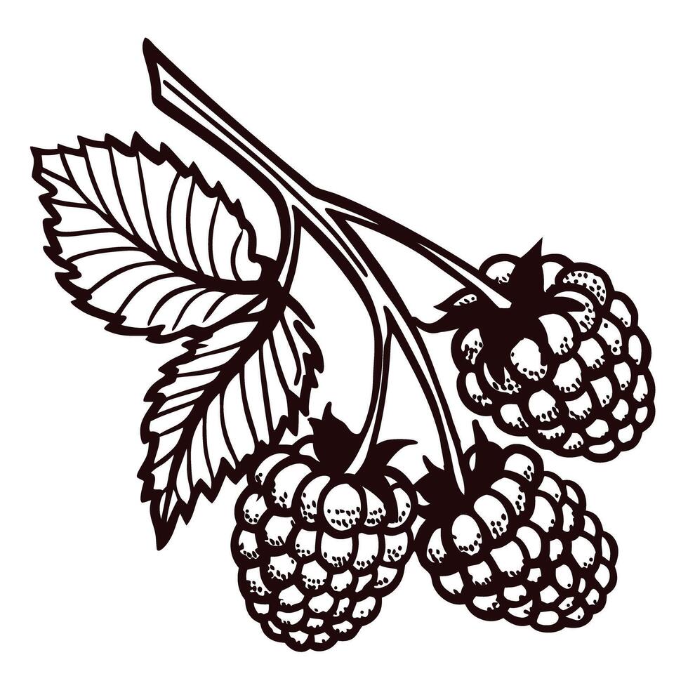 Intricate black and white of ripe raspberries with leaves on a branch vector