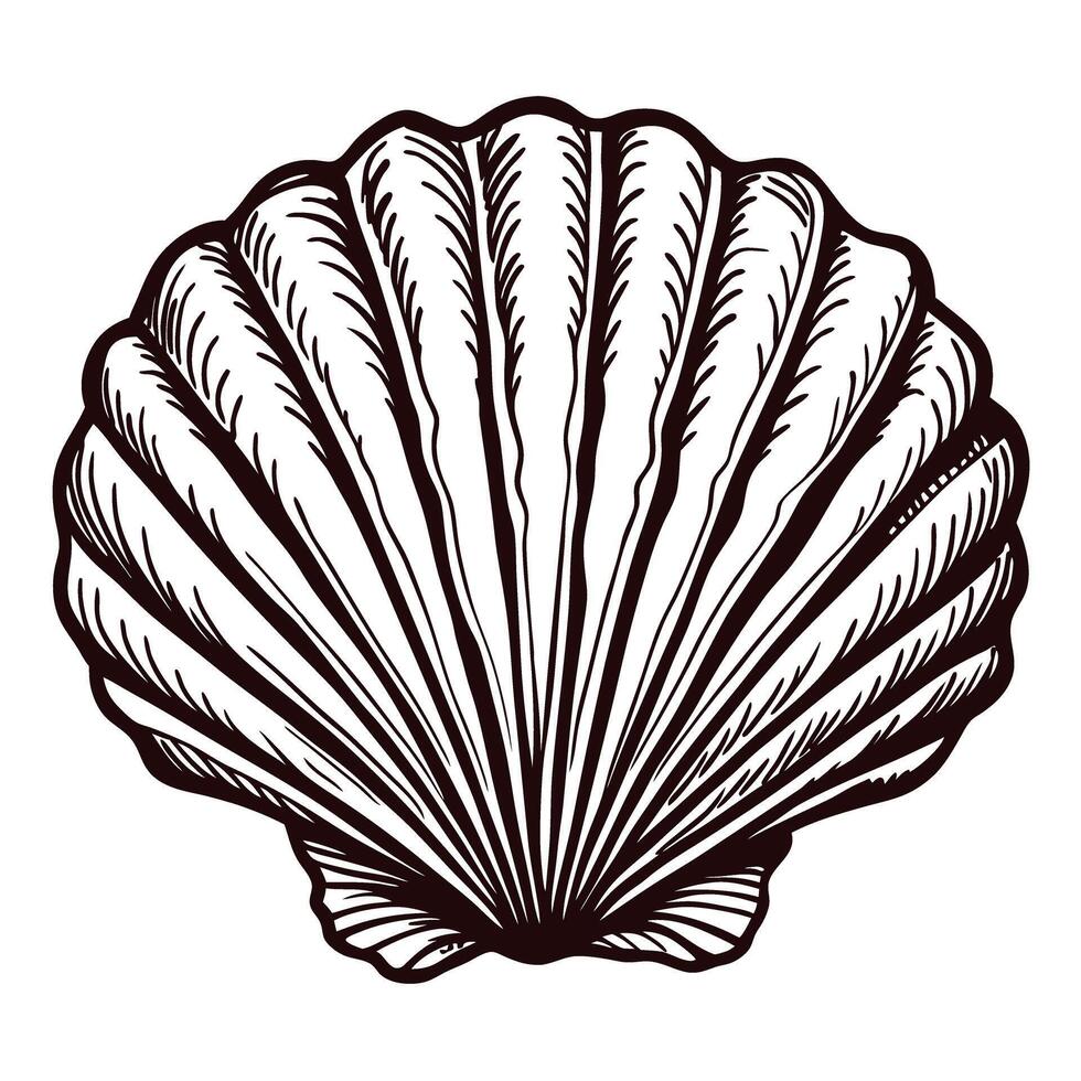 Vintage engraved illustration of a scallop seashell with detailed lines and natural fan shape isolated on white background vector
