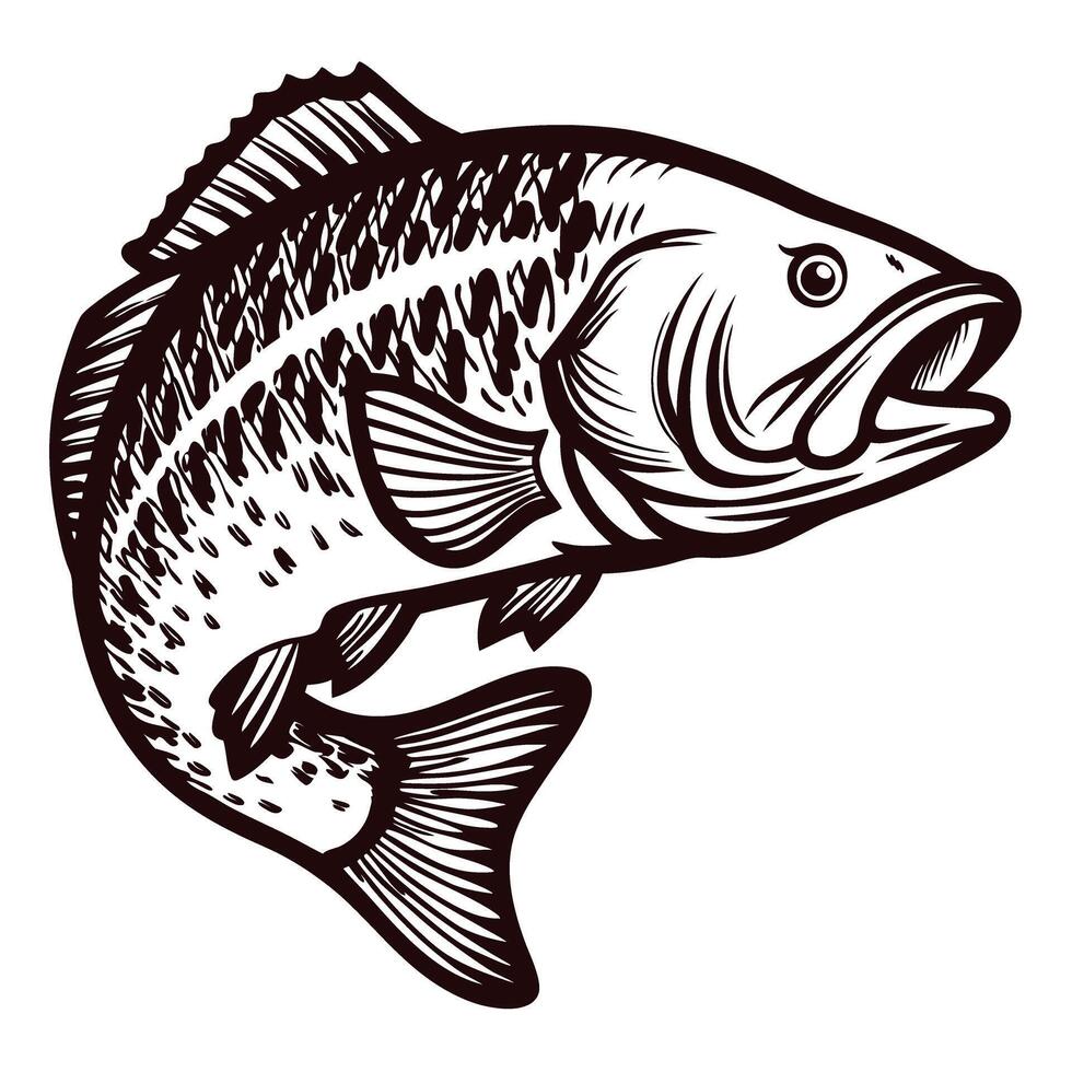 Detailed hand drawn illustration of a largemouth bass jumping isolated on white background with bold line art vector