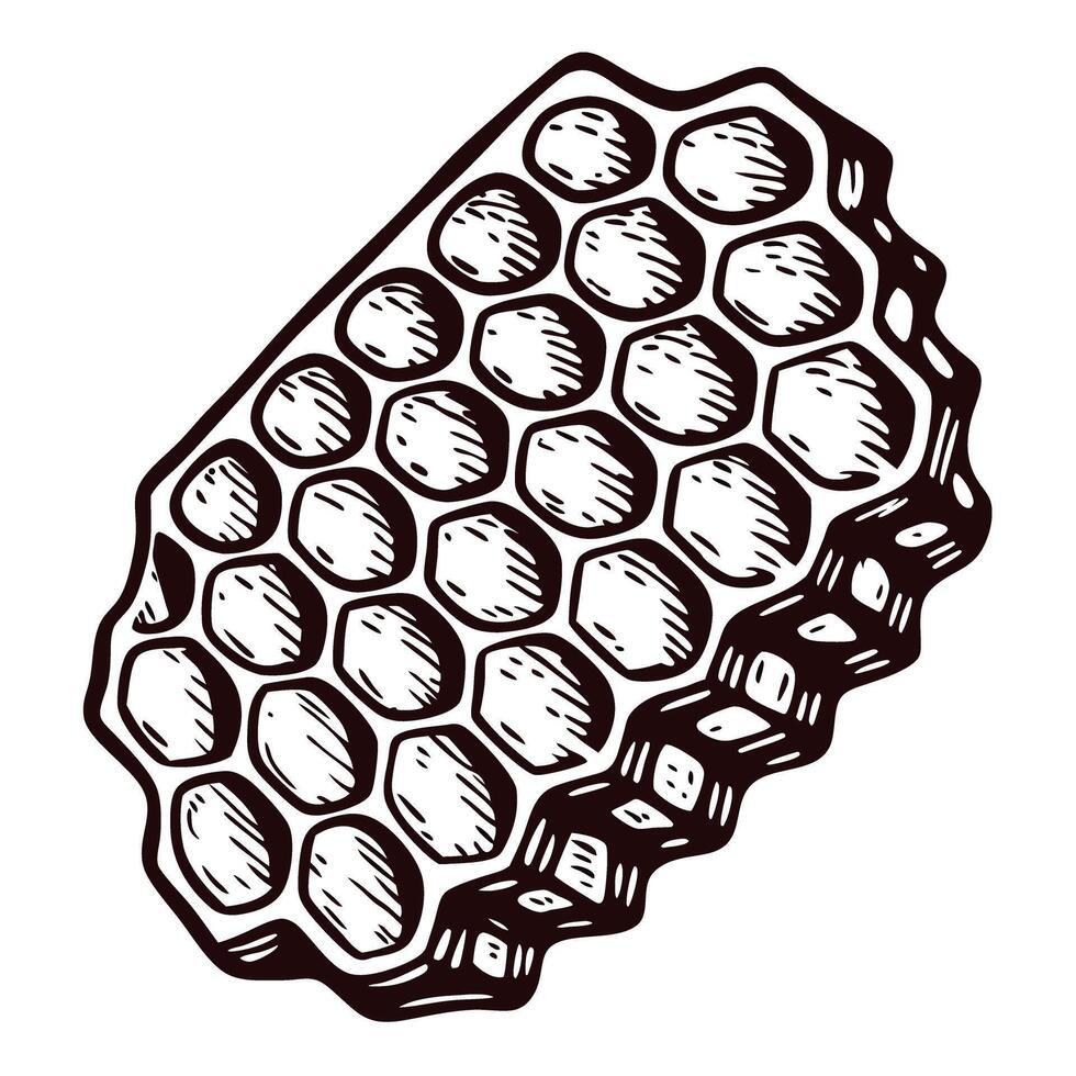 Hand drawn honeycomb structure isolated on white background in vintage engraved illustration vector