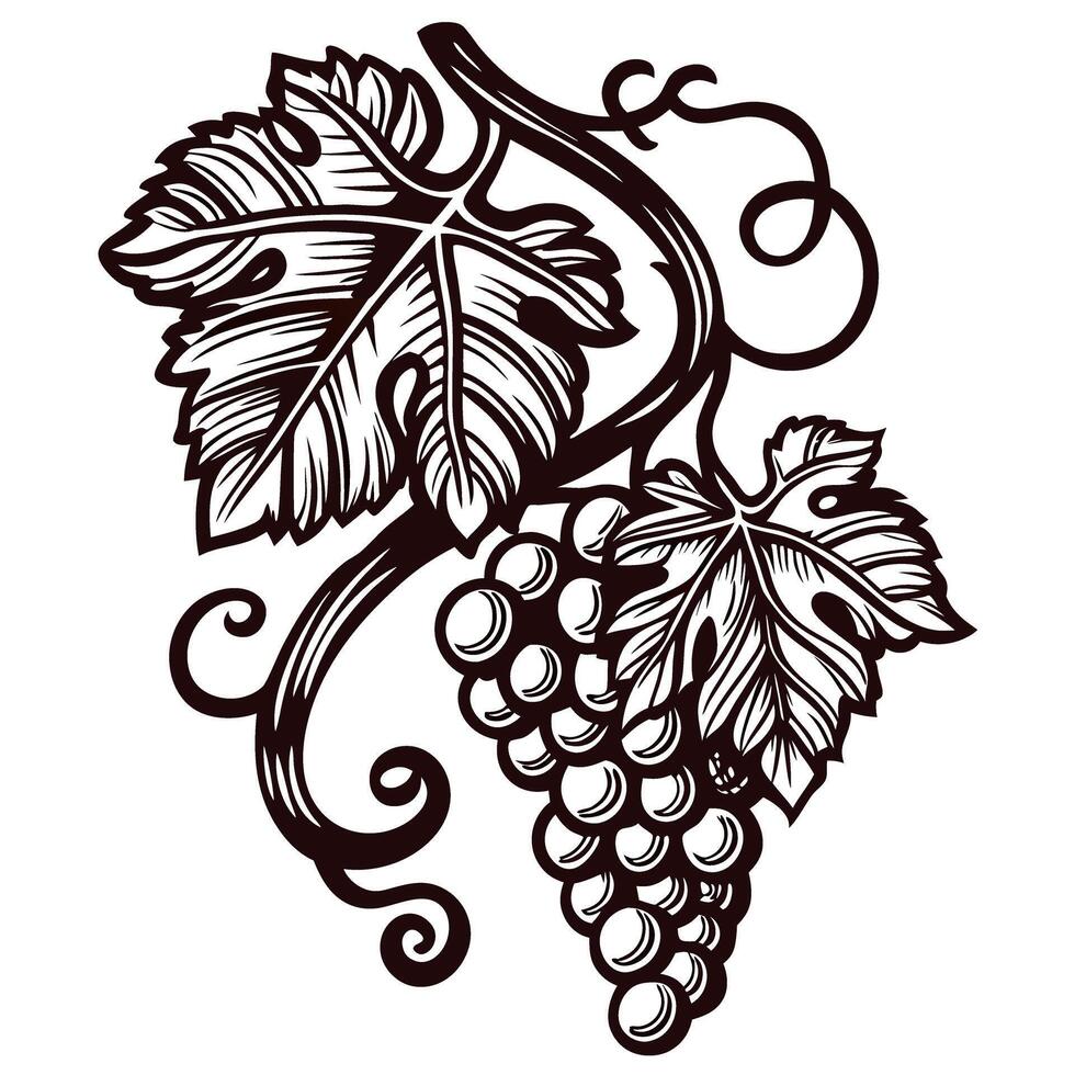 Grapevine with detailed leaves and grapes in black and white ink vector