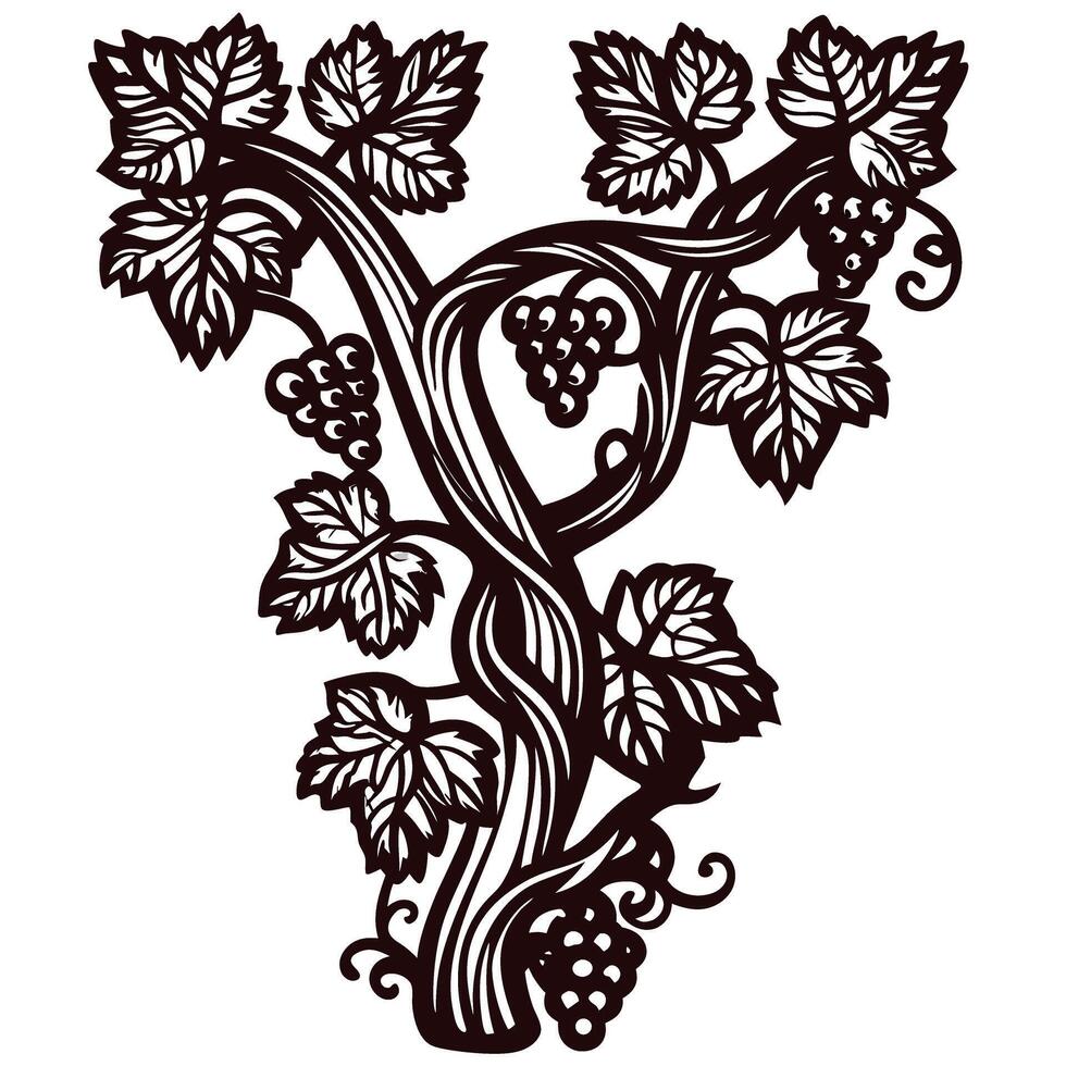 Vintage engraved illustration of grapevine with leaves and grape clusters in retro botanical vector