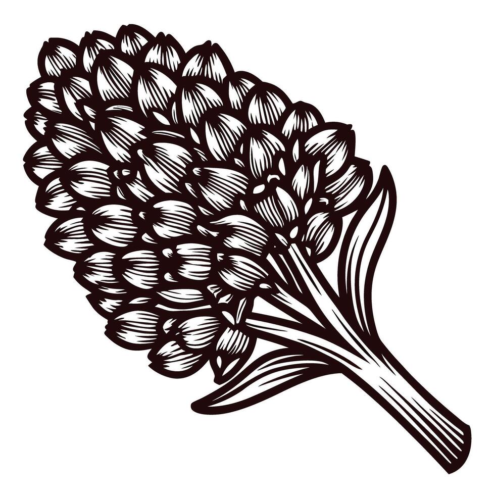Engraved illustration of grape hyacinth flower bouquet isolated on white background vector