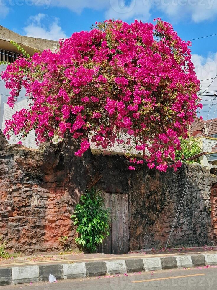 Bougainvillea Blooming Beside Old Wall photo