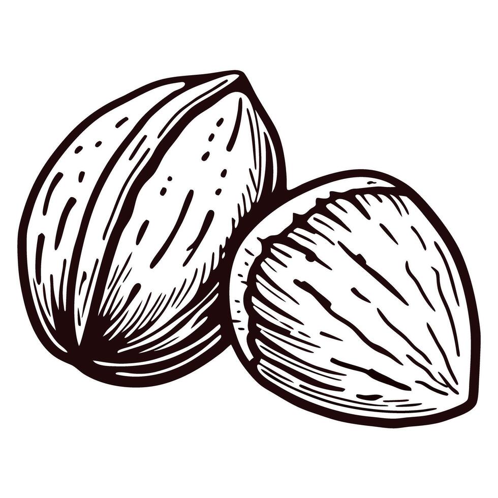 Vintage hand drawn walnut illustration whole and half nut sketch isolated on white background vector