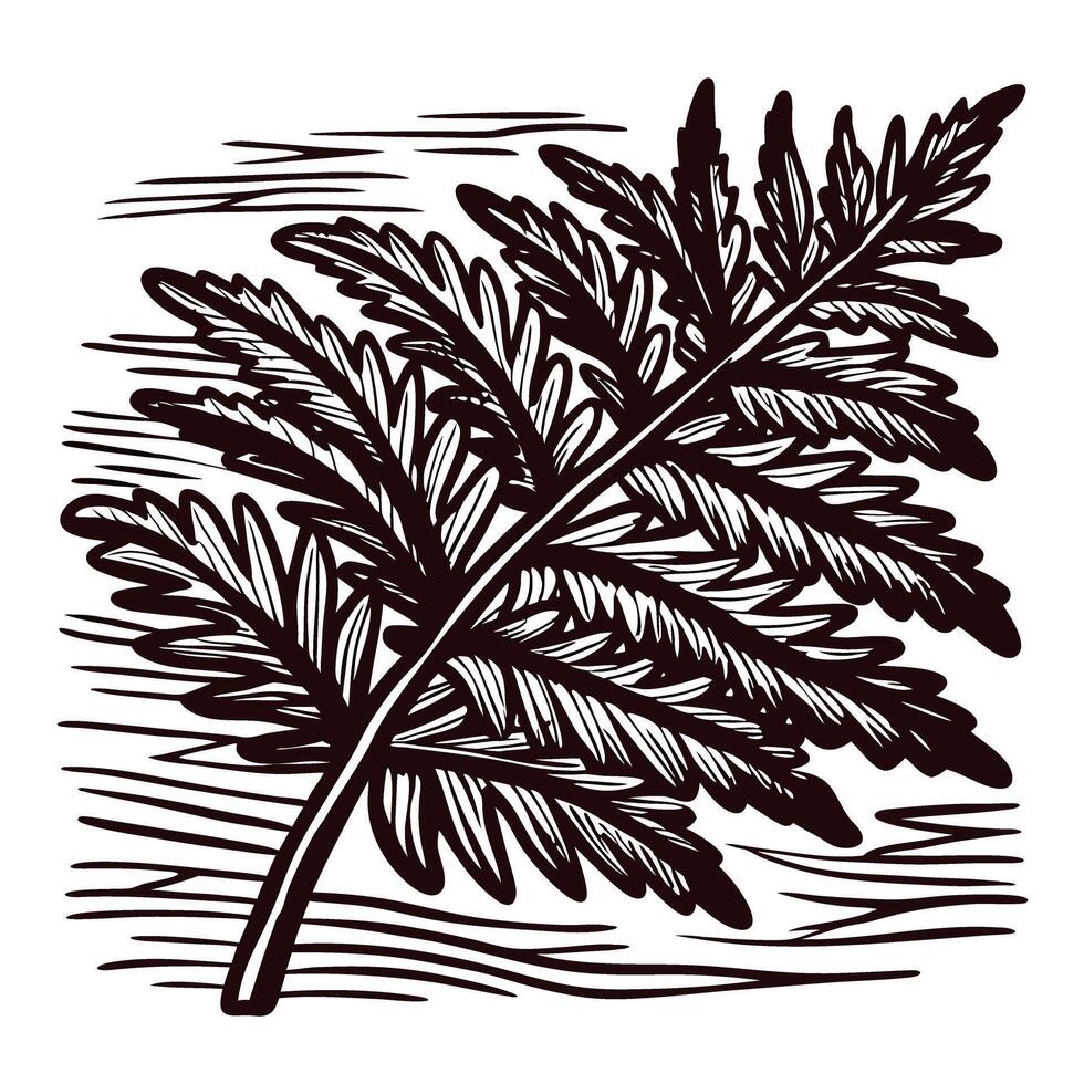 Vintage hand drawn detailed fern leaf illustration with textured lines isolated on white background vector