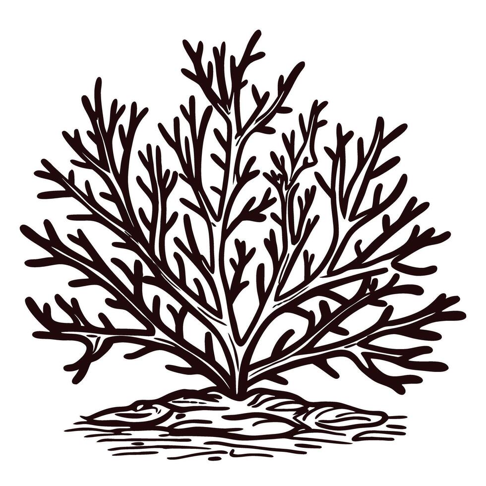 Hand drawn vintage sea coral illustration with detailed branches isolated on white background vector