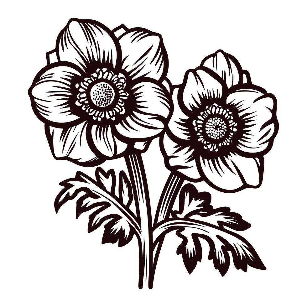 Detailed vintage anemone flower illustration with leaves in black and white isolated on white background vector