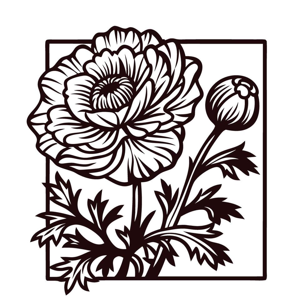 Intricate line art of blooming ranunculus flower with detailed leaves and bud in stylized botanical frame vector
