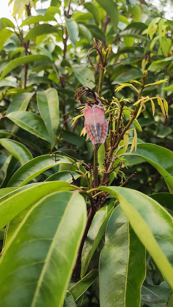 A close-up shot of a stink bug on a plant photo