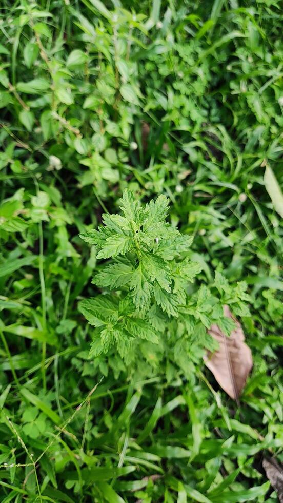 Green Herbaceous Plant in a Lush Garden photo