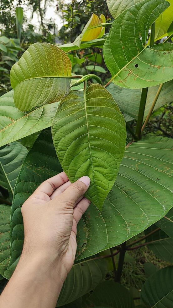Kratom leaf held in hand, close-up photo