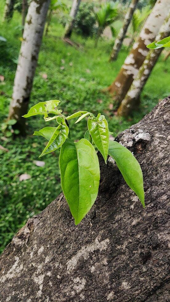 Fresh green leaves growing on a tree trunk photo
